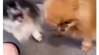 Funny Dog Viral Video 26