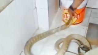 Funny Snake Viral Video