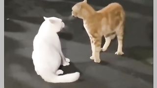 Funny Cat Viral Video 35