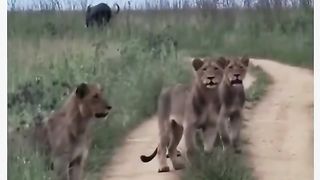 Funny Lion Viral Video 3