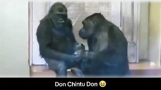 Funny Monkey Viral Video 47