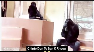 Funny Monkey Viral Video 48