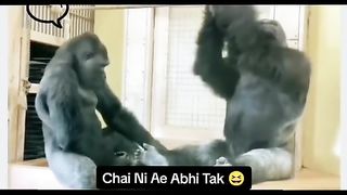 Funny Monkey Viral Video 49