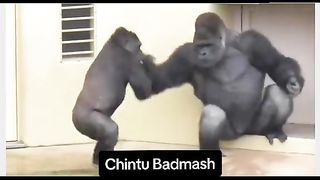 Funny Monkey Viral Video 50