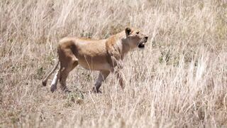 Serengeti_ Pride of lions hunting and killing zebras