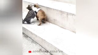So funny cats compilation 2022 funny cat video