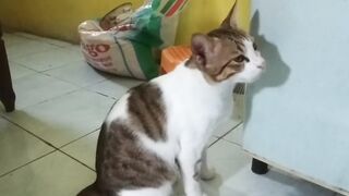 funny cat videos 2022???? animal