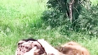 Lion bites Hyena _animal _shorts _shortvideo
