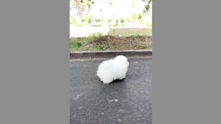 Cute Dog (TikTok)