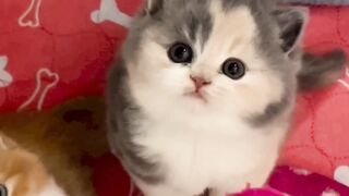 Listen to the sound of these little kittens
