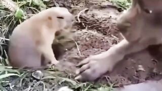Не мешай норку рыть