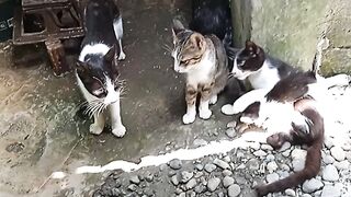 Family of Cats