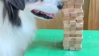 The dog playing Jenga with her guardian Mary and Secret