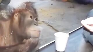 FOCUS FOR CHIMPANZEES.mp4
