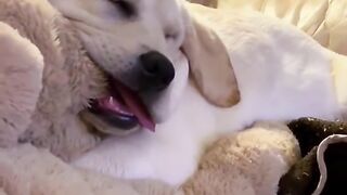 dog tiktok