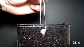 Growing plants