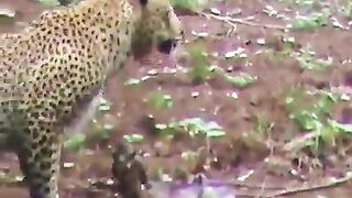 A kind leopards took pity on baby deer