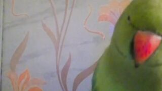 funny cute parrot