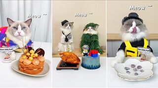 Cats make food 2022 "That Little Puff" Tiktok Compilation #5 - Best Of That Little Puff Tiktok