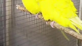beautifil birds