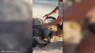 Animals That Asked People for Help _ Kindness