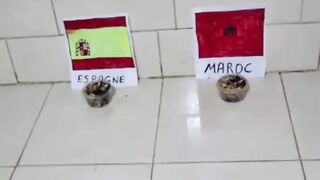توقعات نتيجة مباراة المغرب واسبانيا للطائر الشهير