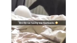 It's funny animals ????