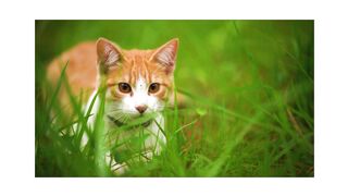 beutyfull and funny kittys
