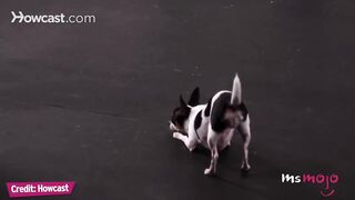 Top 10 Cool Tricks To Teach Your Dog