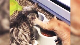 Cute Baby Cats - Funny and Cute Cat Videos compilation