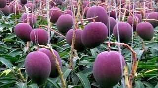 WORLD'S MOST EXPENSIVE MANGO-JAPAN TECH FARM