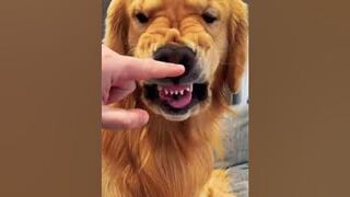 Golden reteiver dental check