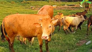 Cow funny