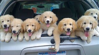 watch untill end,,Golden reteiver puppies funniest moments