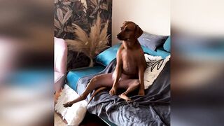 Incredibly hilarious animal moments you will laugh