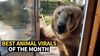 Top Viral Animal Videos