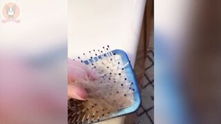 Best funny,cute,very beautiful animal videos