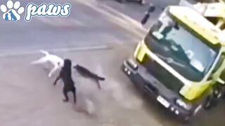 American bulldog destroys 3 stray dogs that attacked it!!!