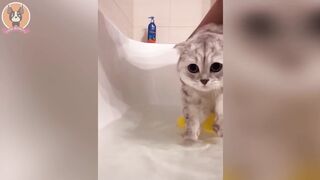 best funny,cute,very beautifull animal videos