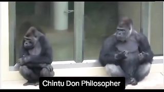 Funny Monkey Viral Video 52