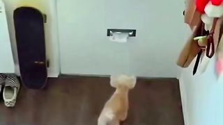 Funny Animals funny pets