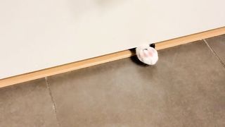 Pets | My Two Cats: Double the Cuteness | FelineCompanions | FunFM