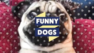 TRY NOT TO LAUGH - Funny Dogs
