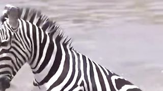 Olha o que a zebra faz????????????