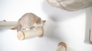 How cute are these cats going through and over our new RHRQuality Modular Cat Climbing Wall