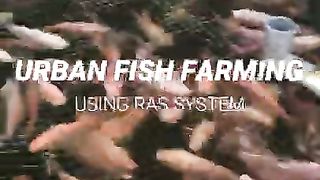 Urban Fish Farming - Tilapia with RAS System #shorts