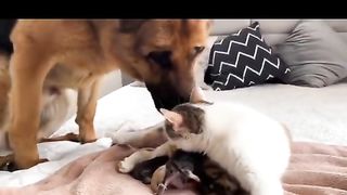 Funny animals, cute cat and dog