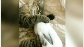 cute cats and adorable rabbits