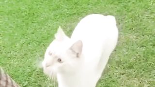 The cat who did it