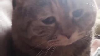cat meowing gently
